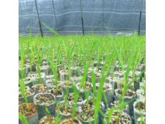 蔬菜水果 食用菌 粮油 花卉苗木 畜牧养殖 茶叶 中草药 肥料种业 农药/原药/杀菌剂 农机农具 渔业 加工机械 金属丝网制品 生态农业 包装印刷_瓜果类蔬菜信息瓜果类蔬菜