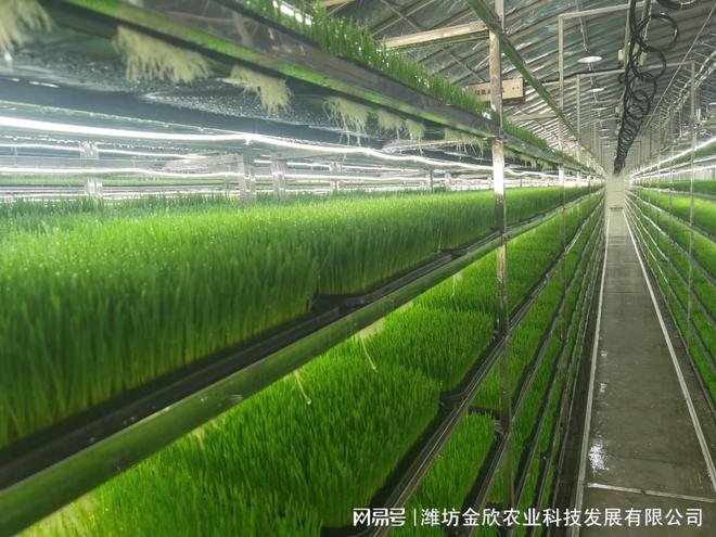 水培牧草与传统土培种植牧草的区别